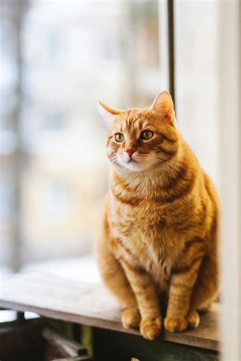Cats Photos, Download The BEST Free Cats Stock Photos & HD .